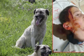 İzmir'de köpek saldırısında 11 yaşındaki çocuğa tazminat kararı