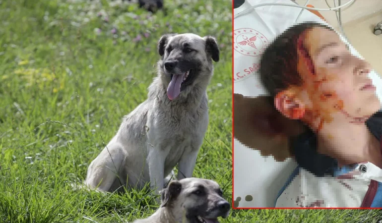 İzmir’de köpek saldırısında 11 yaşındaki çocuğa tazminat kararı