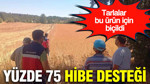 Domaniç'te Aspir Bitkisi İçin Yüzde 75 Hibe Desteğiyle Hasat Yapıldı