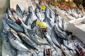 İzmir'de balık sezonu başladı, palamut fiyatları düştü