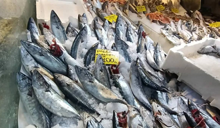 İzmir’de balık sezonu başladı, palamut fiyatları düştü
