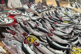 İzmir'de palamut sezonu bereketi devam ediyor
