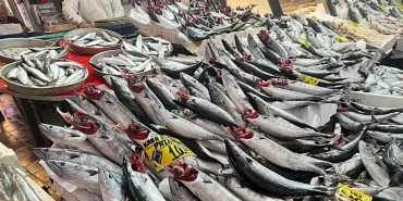 İzmir'de palamut sezonu bereketi devam ediyor