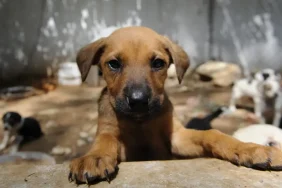 Ankara Mahkemesi, Sahipsiz Köpeklerin Kontrolsüz Beslenme Yasağını İptal Etti