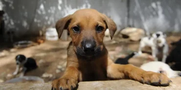 Ankara Mahkemesi, Sahipsiz Köpeklerin Kontrolsüz Beslenme Yasağını İptal Etti