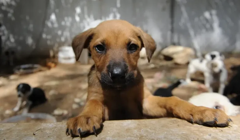 Ankara Mahkemesi, Sahipsiz Köpeklerin Kontrolsüz Beslenme Yasağını İptal Etti