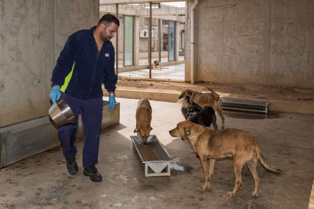 İzmir Büyükşehir Belediyesi, sahipsiz hayvanlar için günde 1 ton mama üretmeyi planlıyor