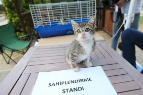 Karşıyaka'da 4 Ekim'de hayvanlar için sahiplendirme etkinliği yapılacak