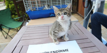 Karşıyaka'da 4 Ekim'de hayvanlar için sahiplendirme etkinliği yapılacak