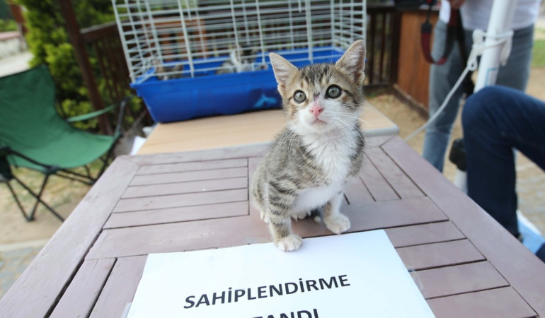 Karşıyaka’da 4 Ekim’de hayvanlar için sahiplendirme etkinliği yapılacak