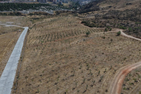 İzmir'de 41 bin bitki, 13 ağaçlandırma alanında dikildi