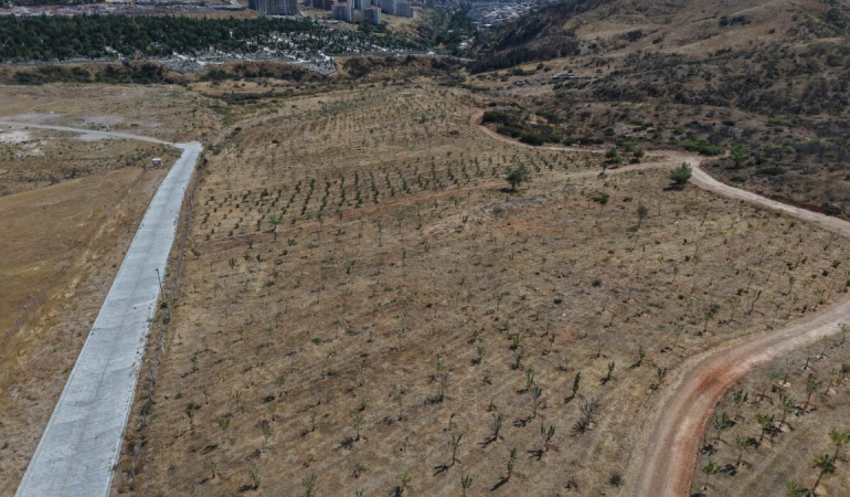 İzmir’de 41 bin bitki, 13 ağaçlandırma alanında dikildi