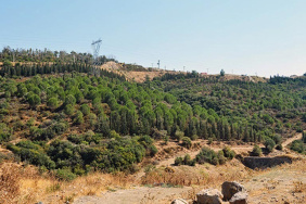 İzmir'de 963 bin metrekarelik alanda ağaçlandırma çalışmaları tamamlandı