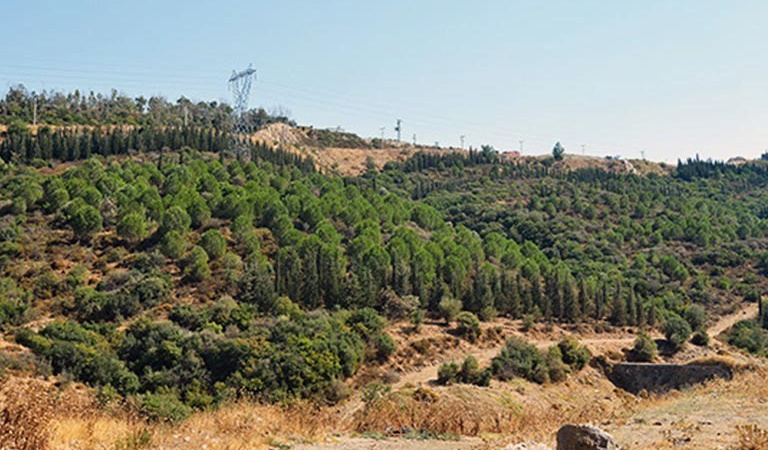 İzmir’de 963 bin metrekarelik alanda ağaçlandırma çalışmaları tamamlandı
