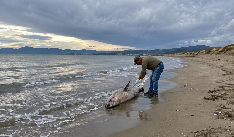İzmir’de son bir haftada 3 ölü yunus bulundu