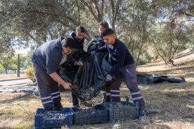 Bornova'da zeytin hasadı sona erdi, zeytinyağı ihtiyaç sahiplerine sunulacak