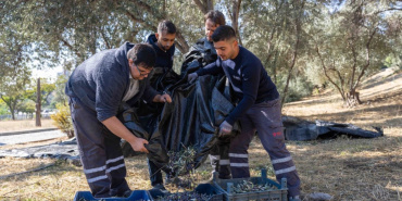 Bornova'da zeytin hasadı sona erdi, zeytinyağı ihtiyaç sahiplerine sunulacak