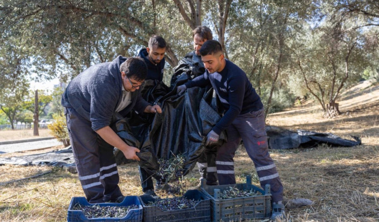 Bornova’da zeytin hasadı sona erdi, zeytinyağı ihtiyaç sahiplerine sunulacak
