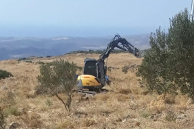 Karaburun'da zeytin ağaçlarının sökülmesi davasında yöneticilere hapis cezası