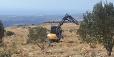 Karaburun'da zeytin ağaçlarının sökülmesi davasında yöneticilere hapis cezası