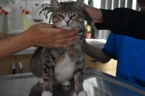 Çiğli'deki öğrenciler, yaralı kedi Kurabiye için destek kampanyası düzenledi