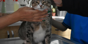 Çiğli'deki öğrenciler, yaralı kedi Kurabiye için destek kampanyası düzenledi