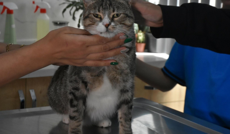 Çiğli’deki öğrenciler, yaralı kedi Kurabiye için destek kampanyası düzenledi