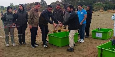 Selçuk Pamucak Plajı'nda 4 yaralı caretta caretta denize bırakıldı