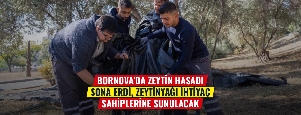 Bornova’da zeytin hasadı sona erdi, zeytinyağı ihtiyaç sahiplerine sunulacak